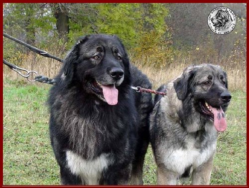 Kavkazští pastevečtí psi